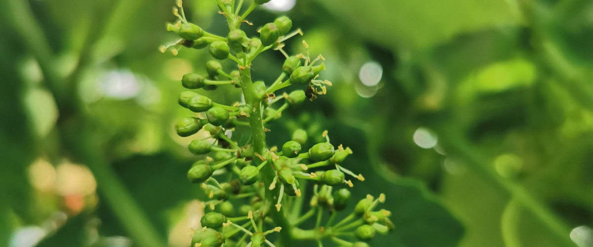 Bachblüte Vine