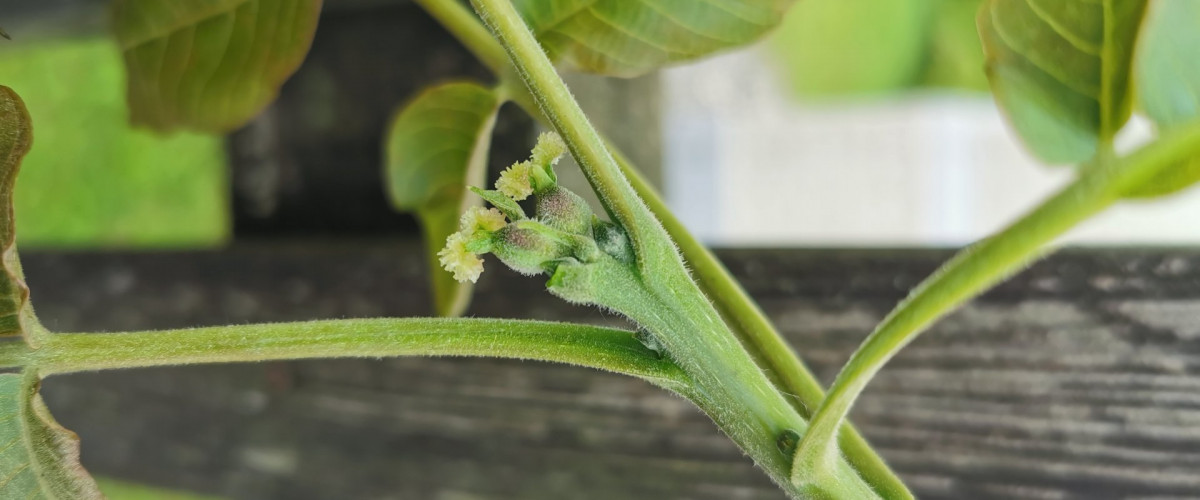 Bachblüte Walnut