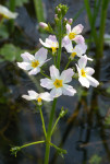 34 Water Violet