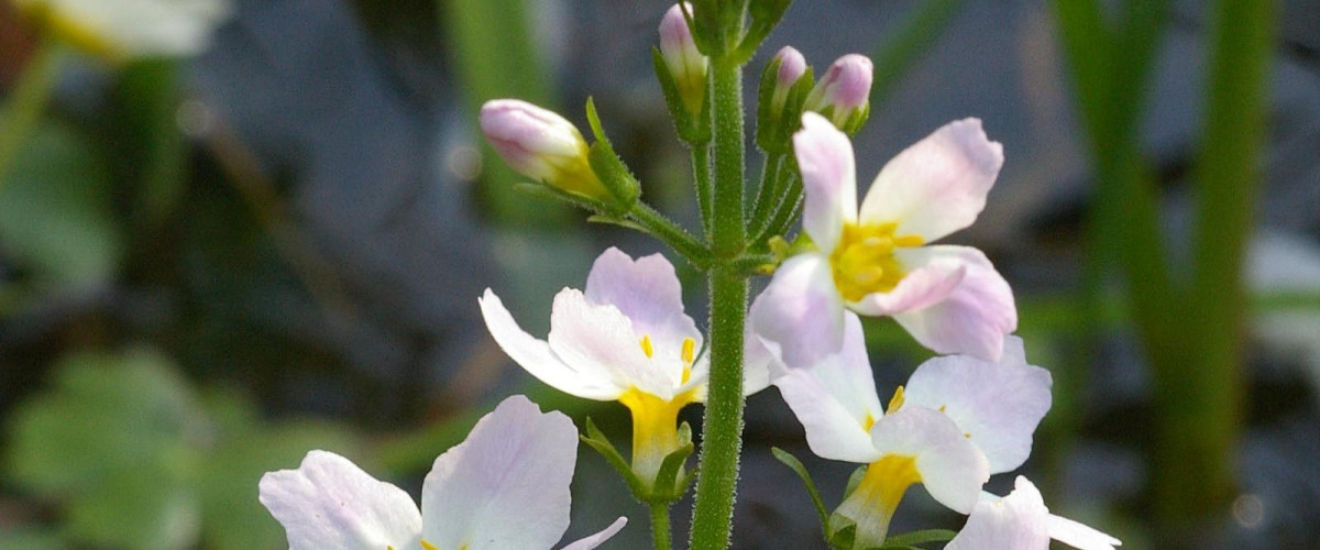 Bachblüte Water Violet