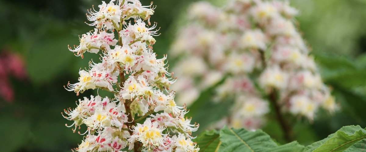 Bachblüte White Chestnut