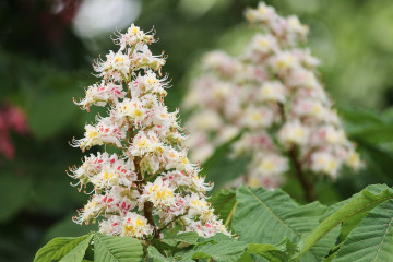 35 White Chestnut