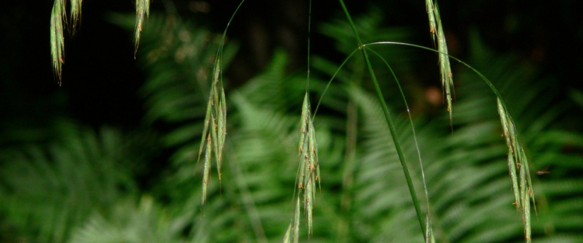 Bachblüte Wild Oat