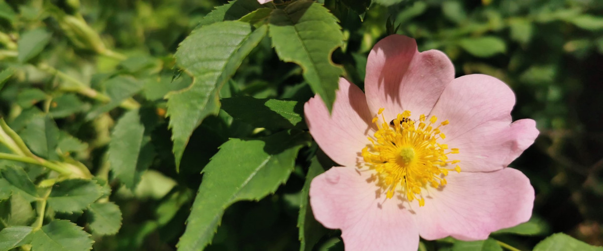 Bachblüte Wild Rose