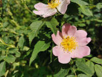 37 Wild Rose