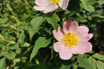 37 Wild Rose