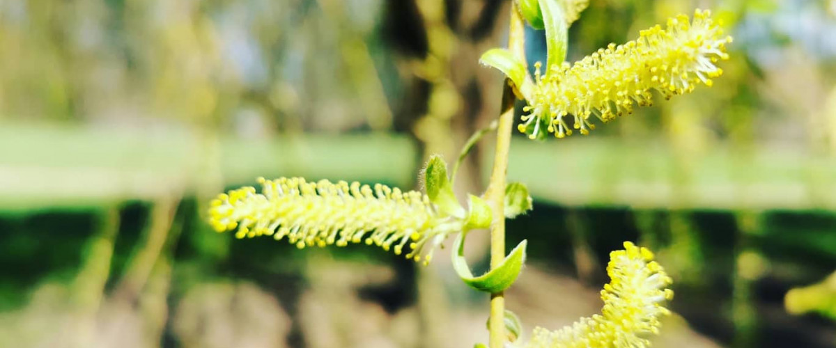 Bachblüte Willow