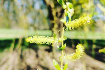 Nr. 38 Bachblüte Willow (Gelbe Weide, salix vitellina)