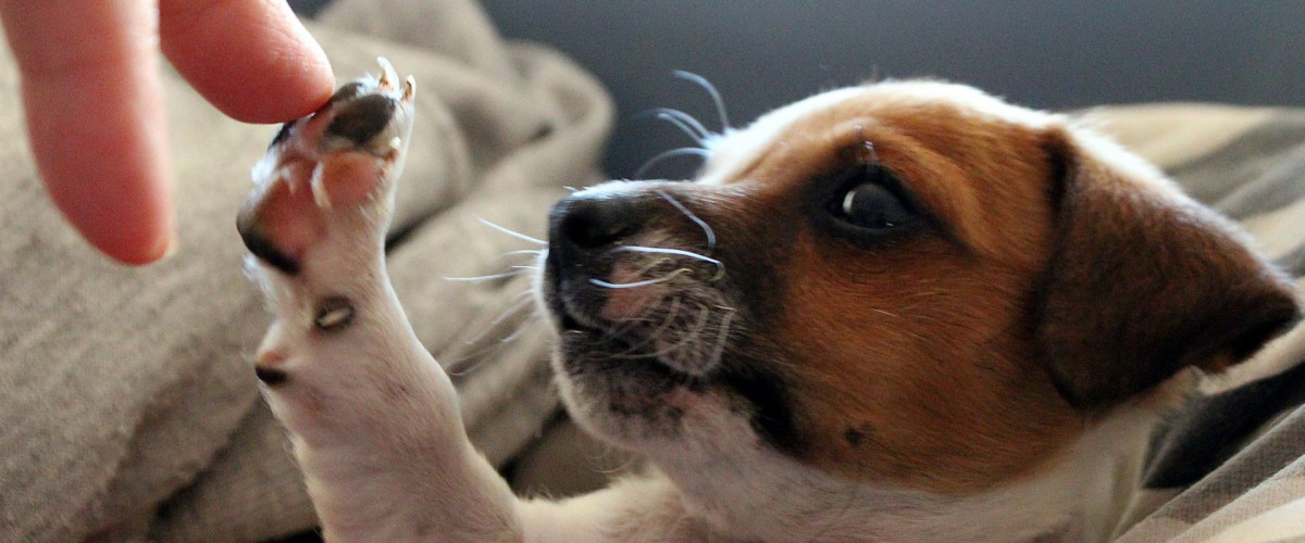 Bachblüten für Tiere