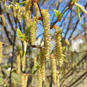 BaBlü® Praxis Breitenbrunn am Neusiedlersee - Sandra Hafner BaBlü® Praxis Breitenbrunn am Neusiedlersee - Sandra Hafner