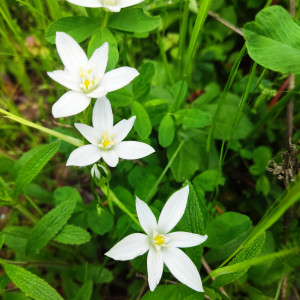 BaBlü® Praxis Breitenbrunn am Neusiedlersee - Sandra Hafner BaBlü® Praxis Breitenbrunn am Neusiedlersee - Sandra Hafner
