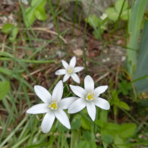 BaBlü® Praxis in Aschau im Zillertal/ Tirol - Petra Gruber BaBlü® Praxis in Aschau im Zillertal/ Tirol - Petra Gruber