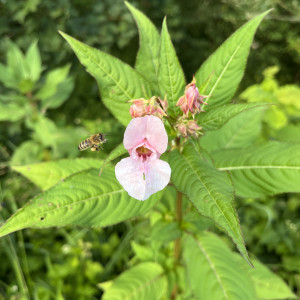 BaBlü® Praxis in Aschau im Zillertal/ Tirol - Petra Gruber BaBlü® Praxis in Aschau im Zillertal/ Tirol - Petra Gruber