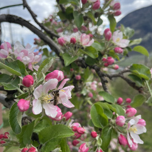 BaBlü® Praxis in Aschau im Zillertal/ Tirol - Petra Gruber