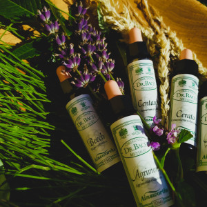 BaBlü® Die Bachblütenpraxis Graz Ost/Hart bei Graz - Sabine Zopf BaBlü® Die Bachblütenpraxis Graz Ost/Hart bei Graz - Sabine Zopf