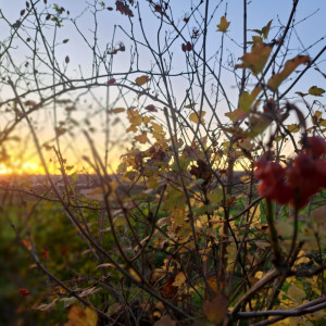 BaBlü® Die Bachblütenpraxis Pielachtal – St.Pölten West by Sandra Schuster BaBlü® Die Bachblütenpraxis Pielachtal – St.Pölten West by Sandra Schuster