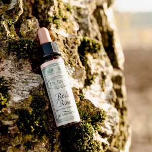 BaBlü® Die Bachblütenpraxis Gralla by Isabella Samer BaBlü® Die Bachblütenpraxis Gralla by Isabella Samer