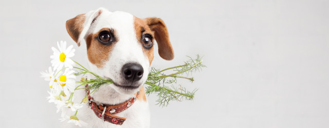 Bachblüten für Tiere - Angst, Stress & Verhaltensprobleme